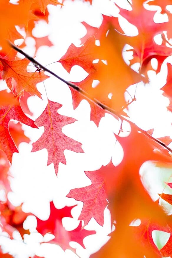 Autumn Leaves