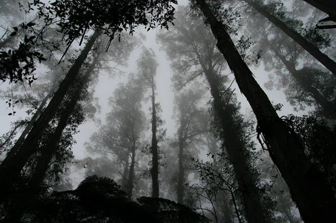 Bw Forest