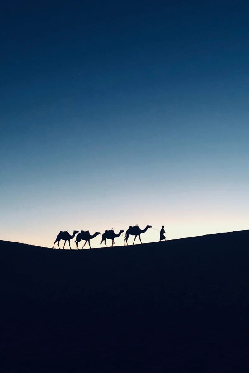 Camel Outline
