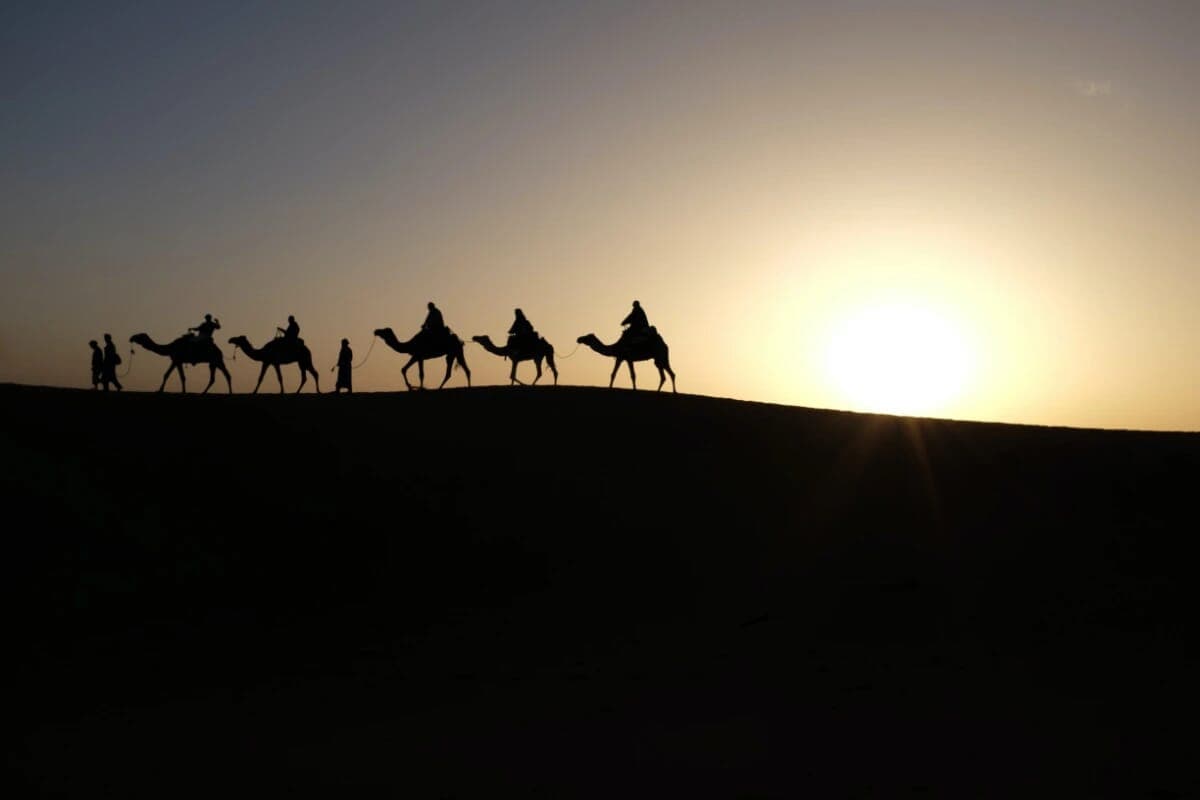 Camel Sunset