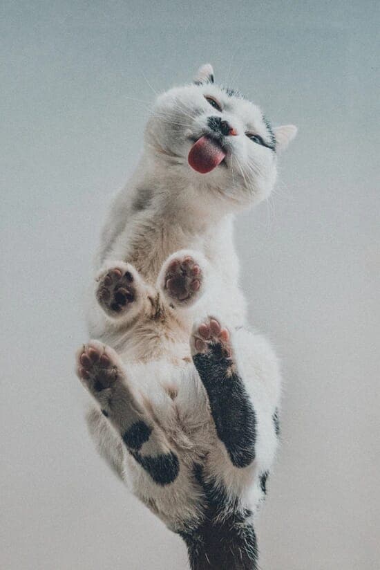 Cat Lick