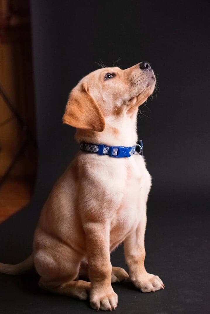 Doggo