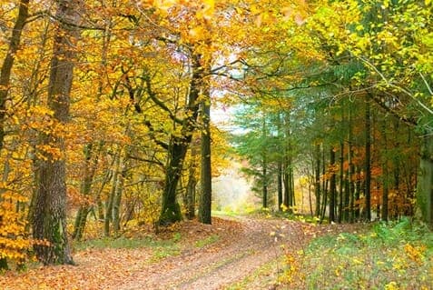 Fall Road