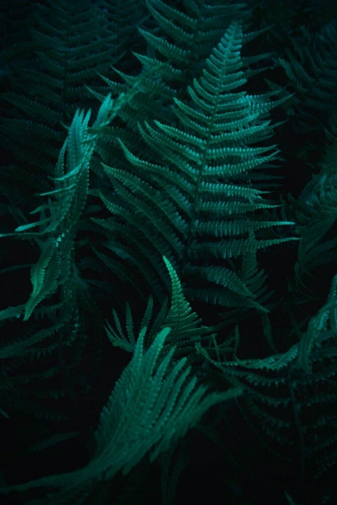 Ferns