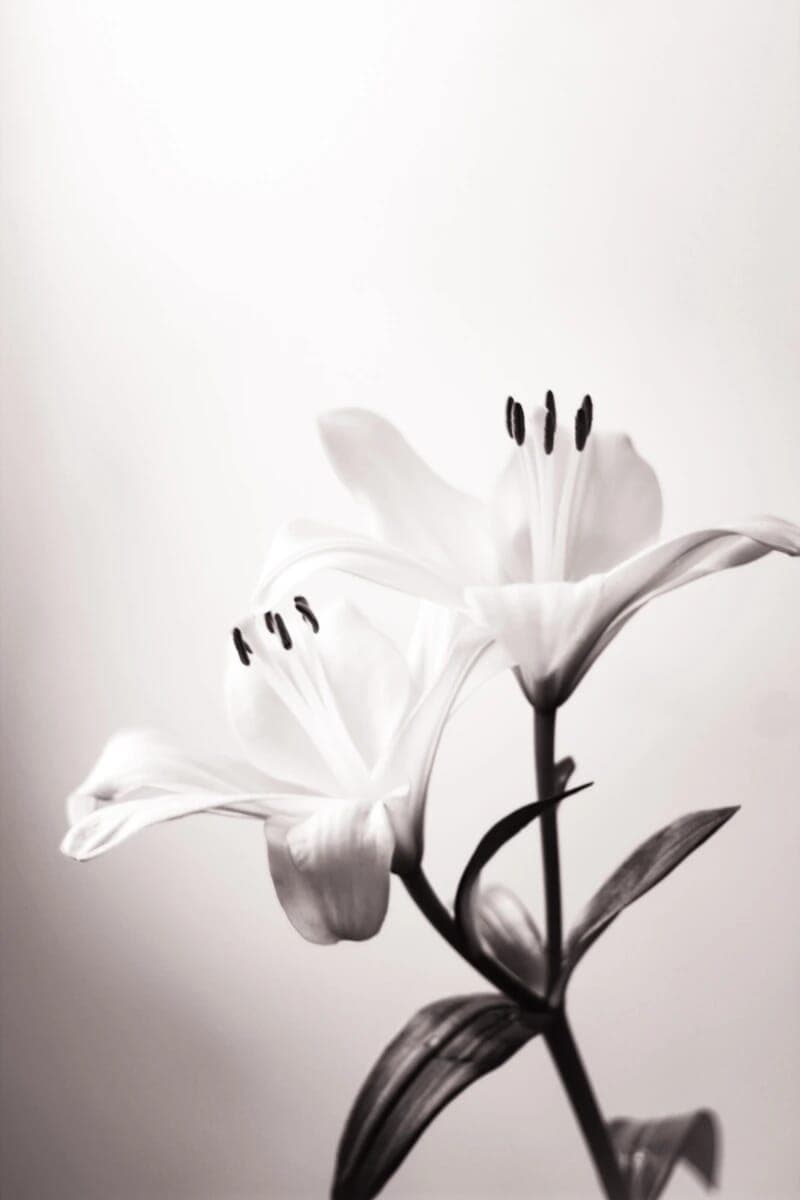 Flower Bw