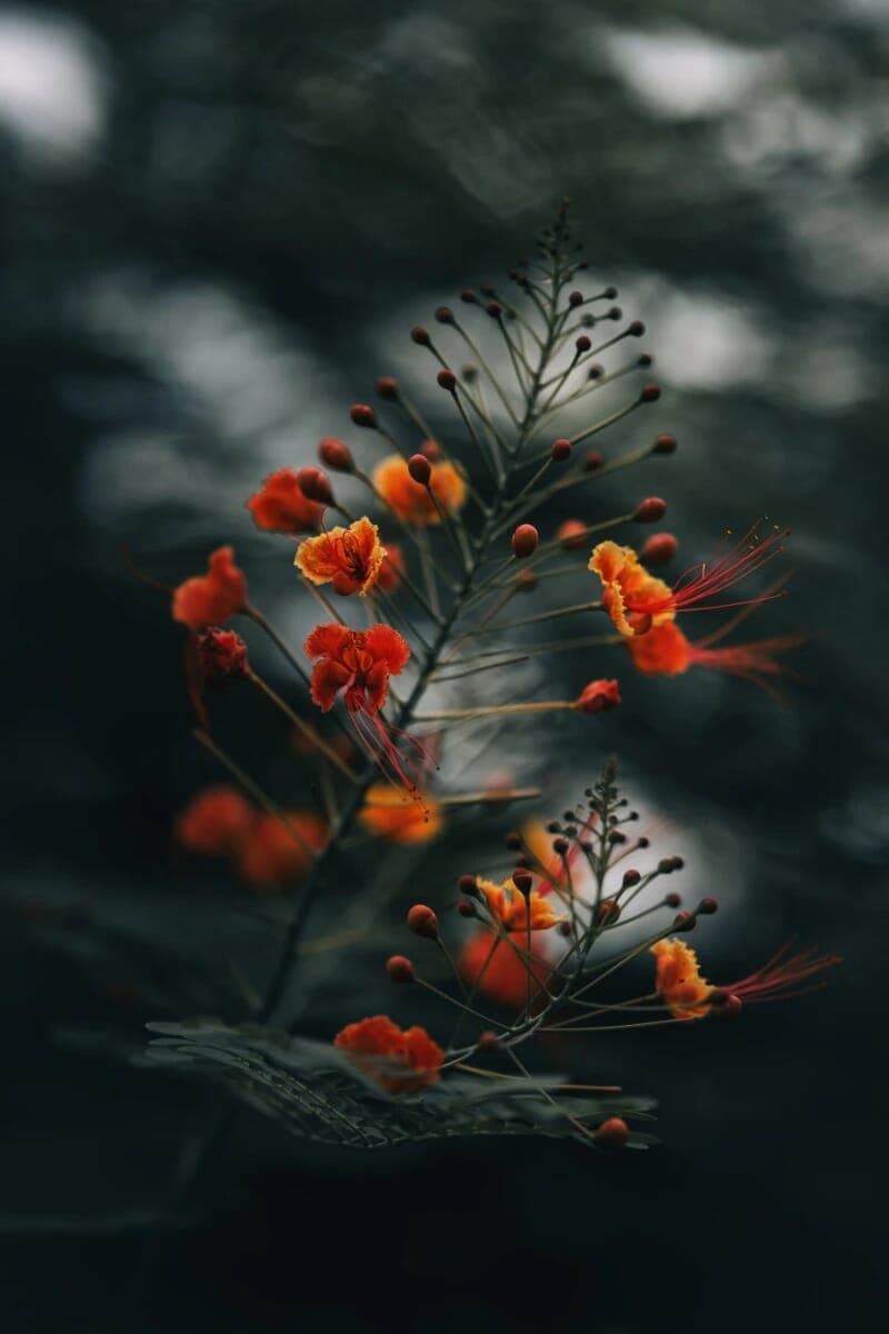 Flower Dark
