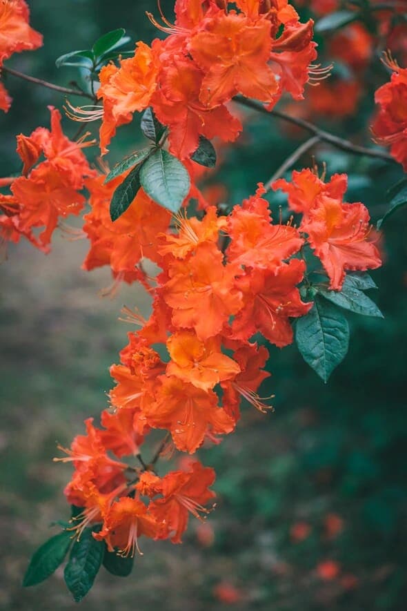 Flower Orange