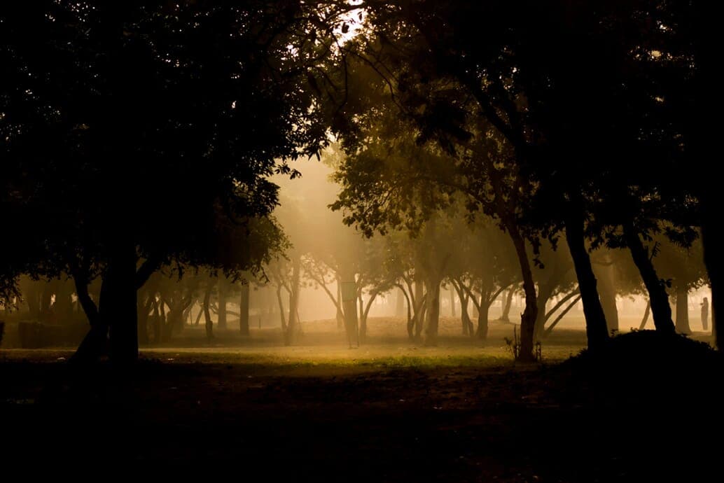 Forest Mist