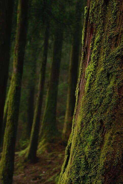 Forest Moss
