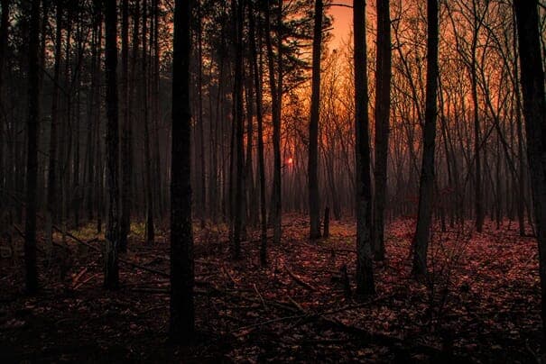 Forest Golden