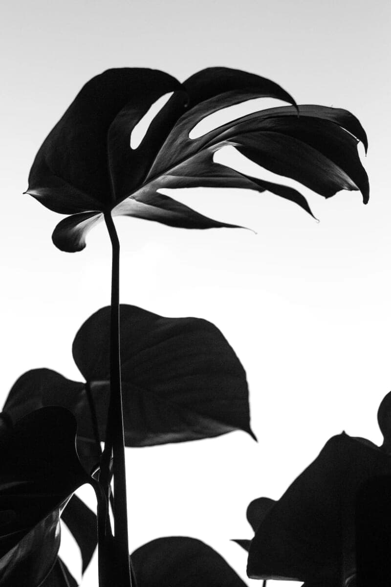 Leaf Bw