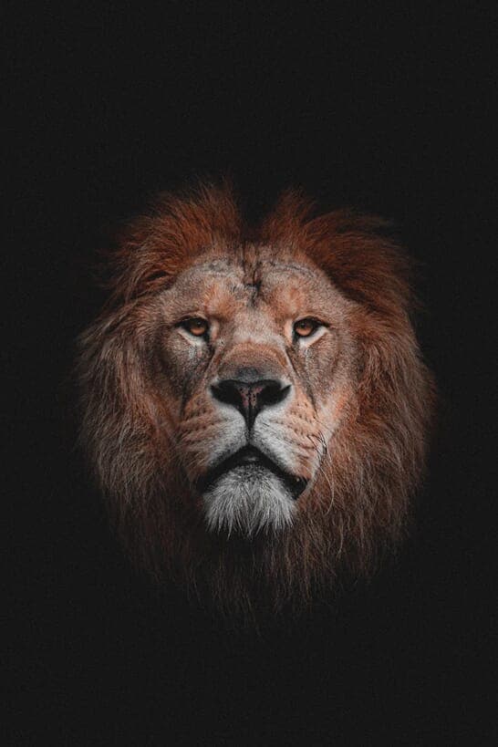 Lion Brown