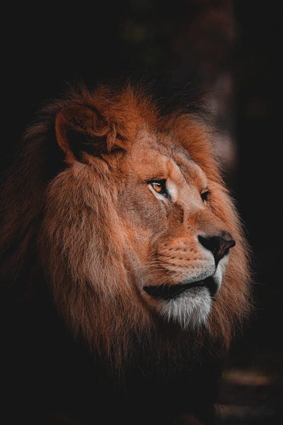 Lion See