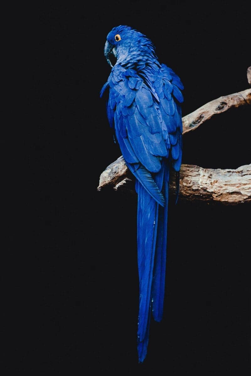 Parrot Blue P