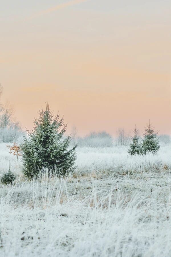 Winter Tree